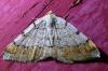 Macaria liturata